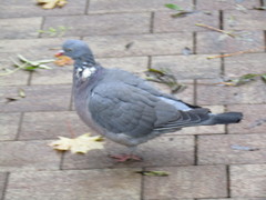 Columba palumbus