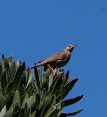 Anthus nicholsoni nicholsoni