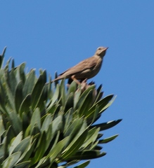 Anthus nicholsoni nicholsoni