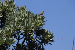Anthus nicholsoni nicholsoni
