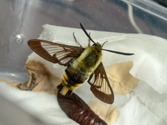 Hemaris affinis