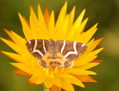 Chrysolarentia oxygona