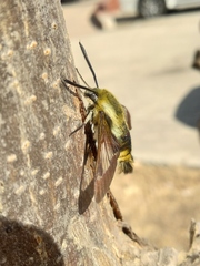 Hemaris affinis