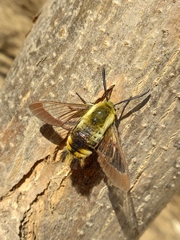 Hemaris affinis