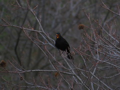 Turdus merula cabrerae