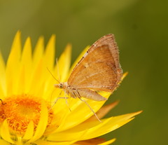 Chrysolarentia leucozona