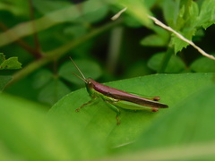 Oxya japonica