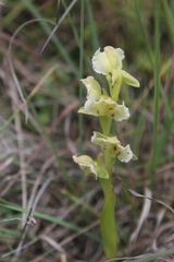 Pterygodium hastatum