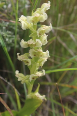 Pterygodium hastatum