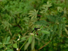 Phimenes flavopictus blanchardi