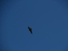 Buteo buteo insularum