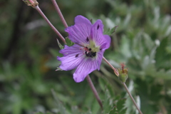 Geranium pulchrum