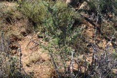 Asparagus mucronatus