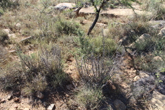 Asparagus mucronatus