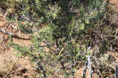 Asparagus mucronatus