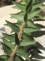 Acrotriche prostrata