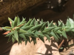 Acrotriche prostrata