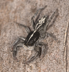 Ocrisiona melancholica