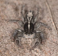 Ocrisiona melancholica