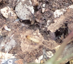 Reticulitermes grassei