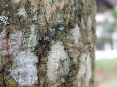 Anarrhotus fossulatus