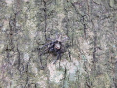 Anarrhotus fossulatus