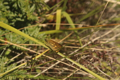 Metisella malgacha