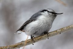 Sitta europaea albifrons