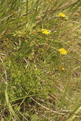 Cineraria lyratiformis