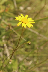 Cineraria lyratiformis