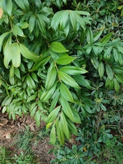 Cocculus laurifolius