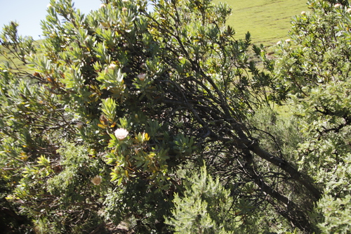 Image of Protea subvestita by (c) Tony Rebelo, some rights reserved (CC BY-SA)
