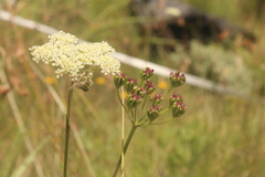 Pimpinella caffra