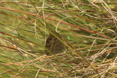 Pseudonympha magoides