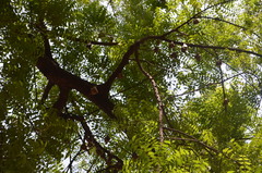 Epomophorus gambianus