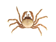 Halicarcinus cookii