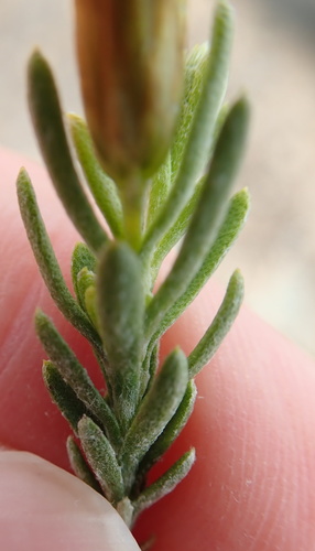 Image of Oedera sedifolia by no rights reserved