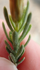 Oedera sedifolia