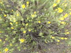 Oedera sedifolia