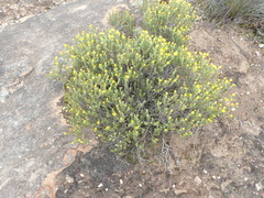 Oedera sedifolia