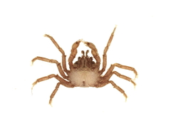 Halicarcinus cookii