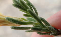 Oedera sedifolia