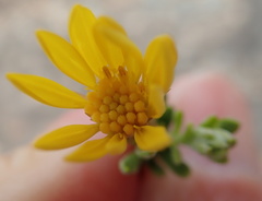 Oedera sedifolia