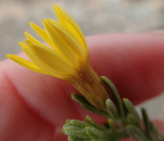Oedera sedifolia