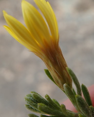 Oedera sedifolia