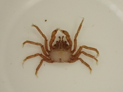 Halicarcinus cookii