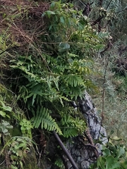 Polypodium macaronesicum image