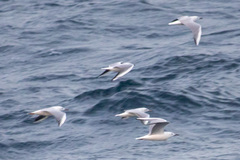 Chroicocephalus genei