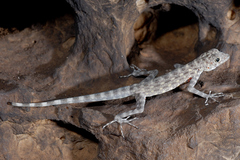 Pristurus insignis