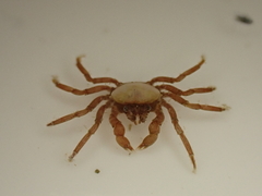 Halicarcinus cookii